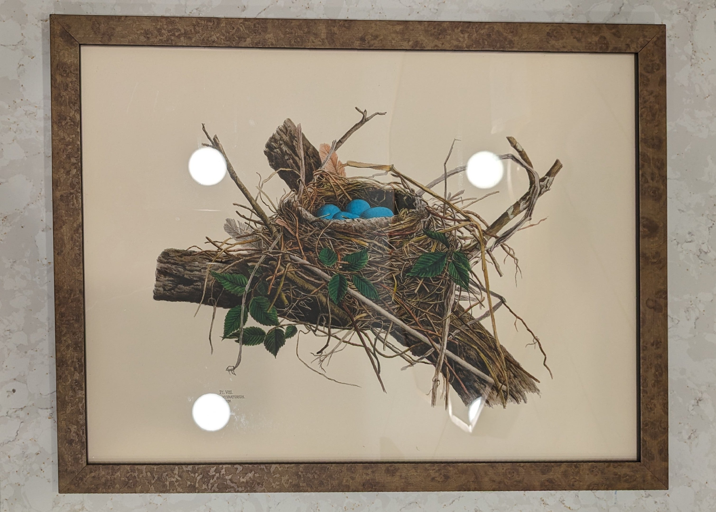 Nest & Eggs Giclee Framed Print