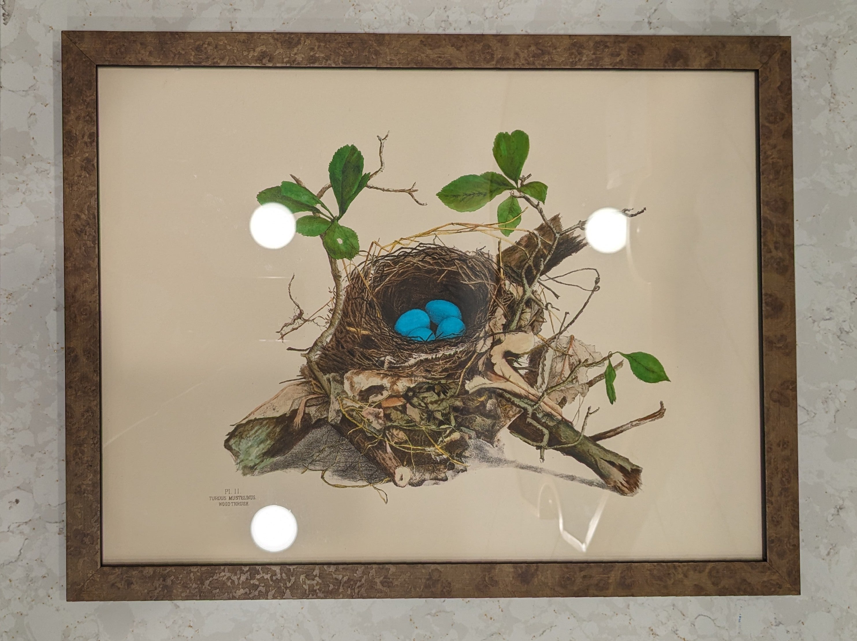 Nest & Eggs Giclee Framed Print