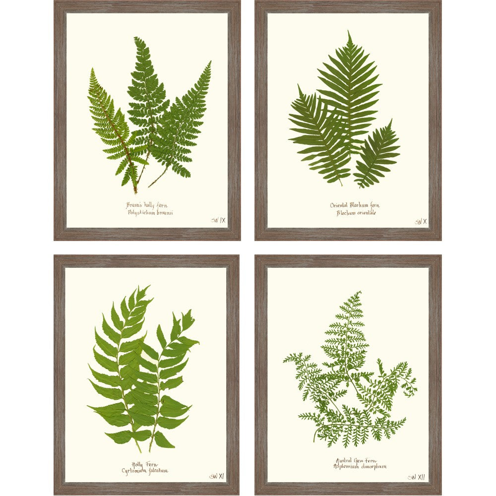 Fern Giclee Collection