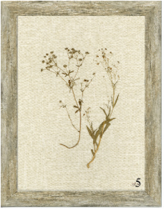 Linen Botanicals Framed Art - Final Sale 25% off