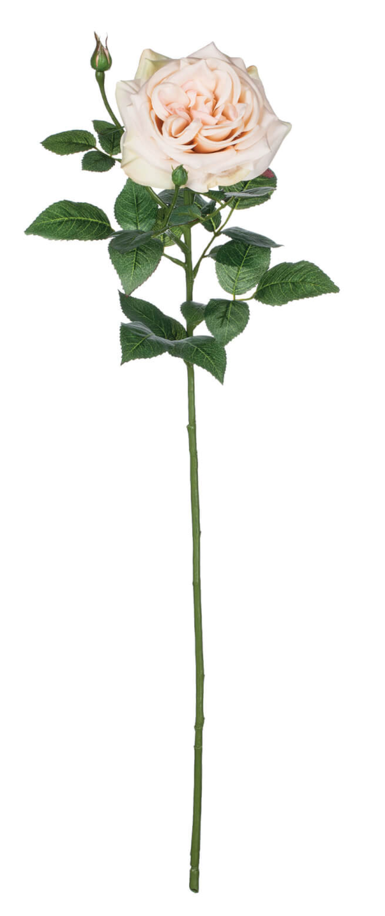 Open Rose Stem