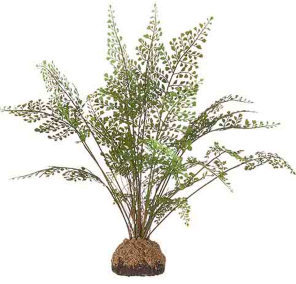 26" FERN KOKEDAMA ARRANGEMENT