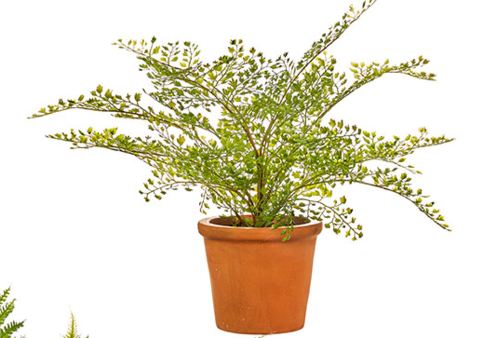 16" POTTED FERN