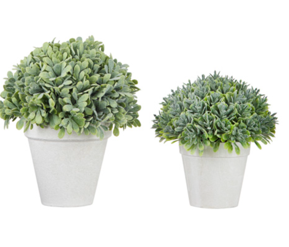 POTTED BOXWOODS