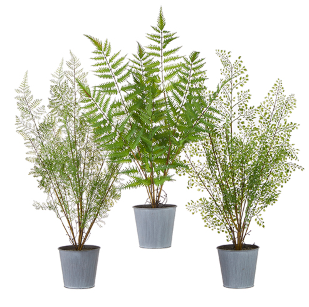 fern tree house plant 23" POTTED FERN – Treehouse On Main