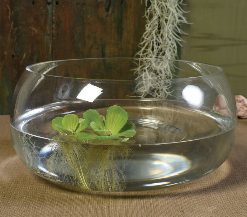 Glass Pond