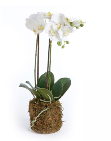 Phalaenopsis Orchid Drop In 23'' in
