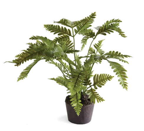 Lady Fern Drop In
