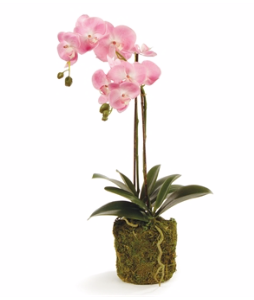 Phalaenopsis Orchid Drop In 23'' in