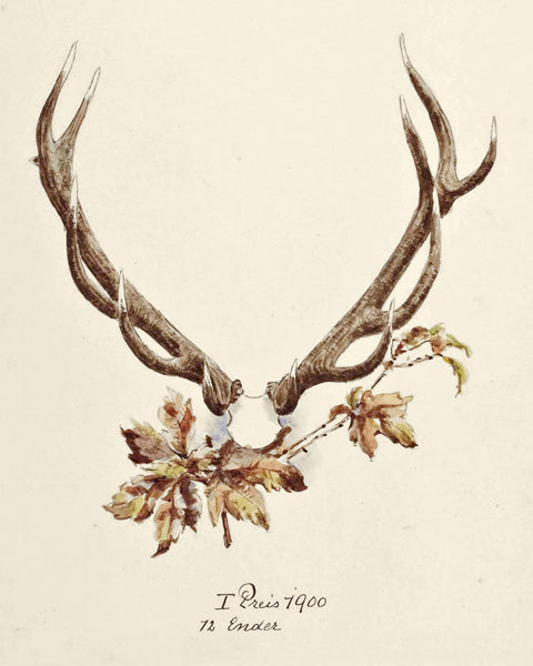 Antler 1895 Framed Print Collection
