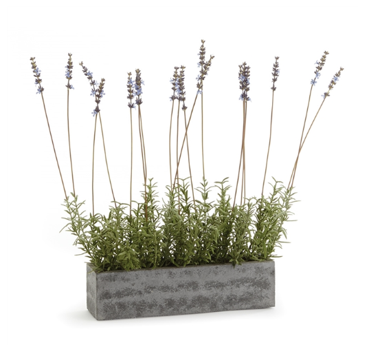 French Lavender in Trough