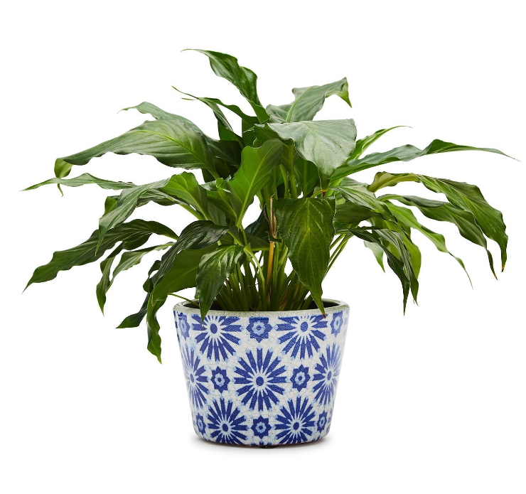 peace lily terracotta pot Indigo Collection Terracotta Pot – Treehouse On Main