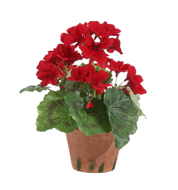 Potted Red Geranium