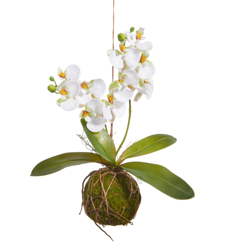White Orchid with Moss Ball Drop In