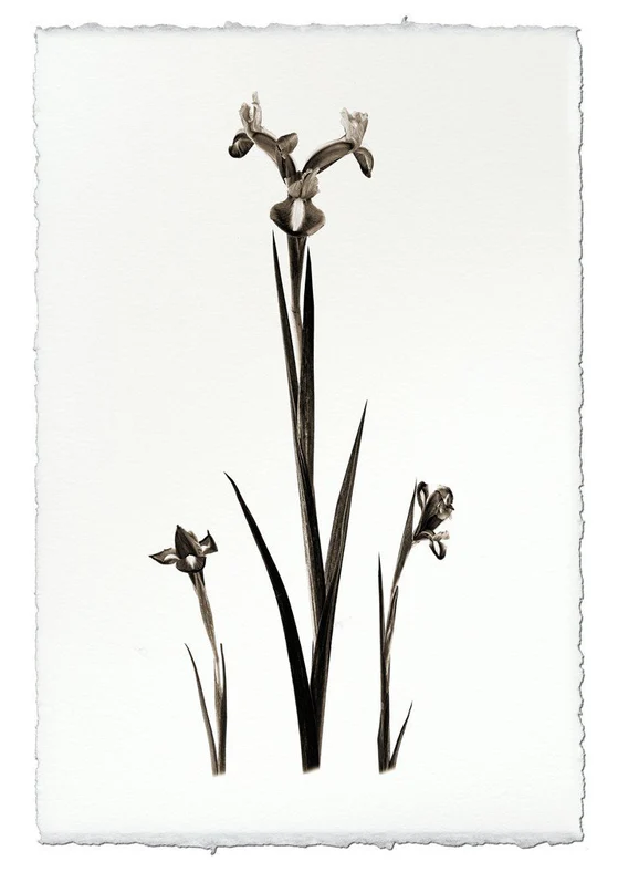 Nepalese Handmade Print - Iris