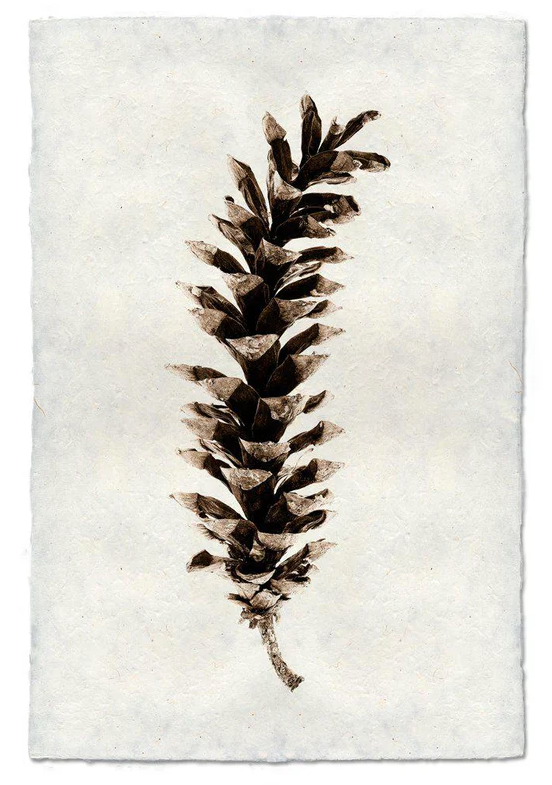 Nepalese Handmade Print - Eastern White Pine Cone