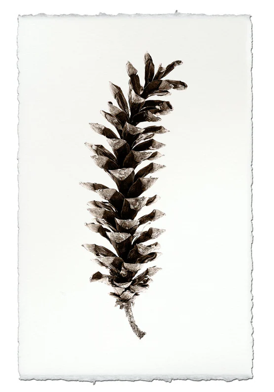 Nepalese Handmade Print - Eastern White Pine Cone