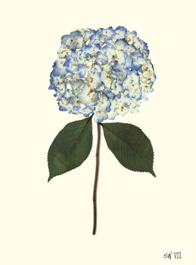 Hydrangea Collection Framed Print - SILVER FRAME