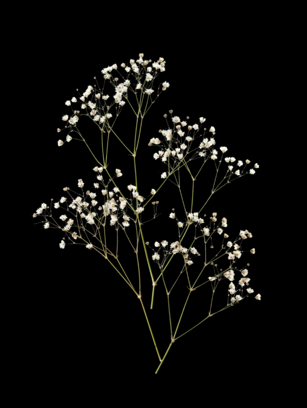Floral on Black Framed Print
