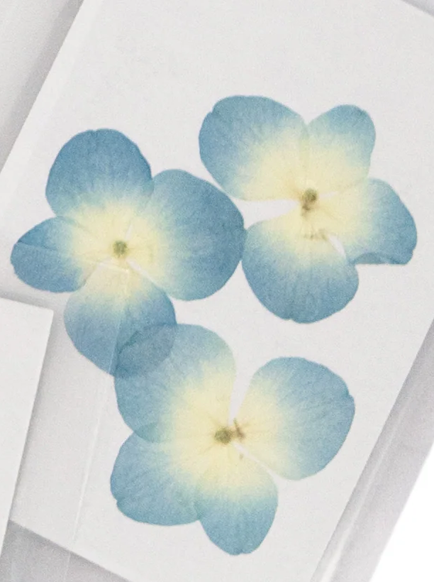 Pressed Botanical Collection
