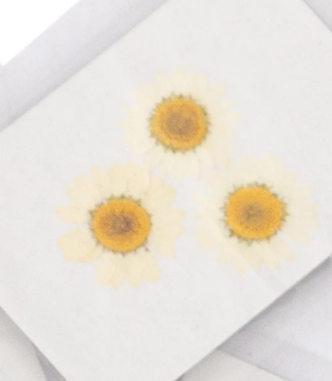 Pressed Botanical Collection