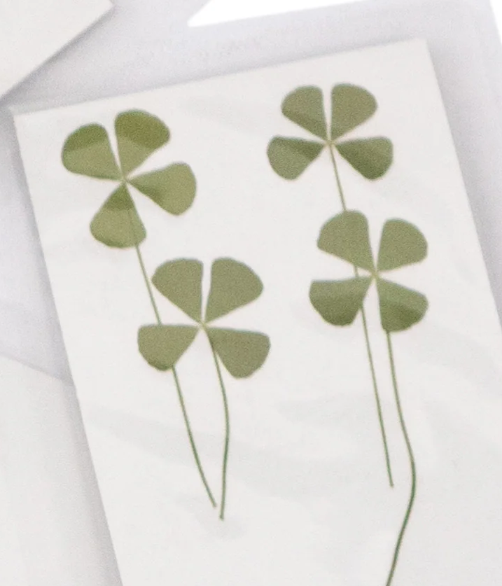Pressed Botanical Collection