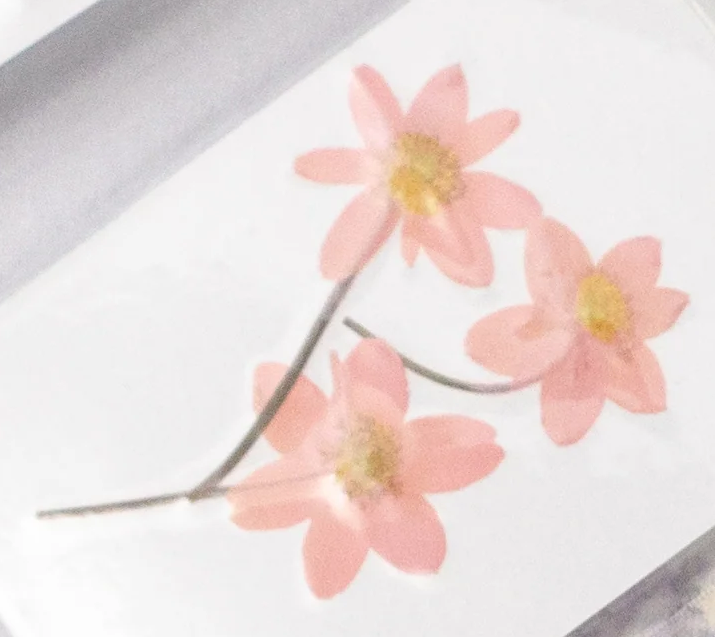 Pressed Botanical Collection