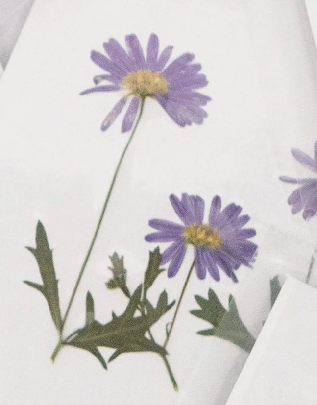 Pressed Botanical Collection