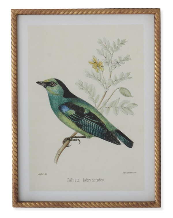 Bird Print in Twisted Gold Frame