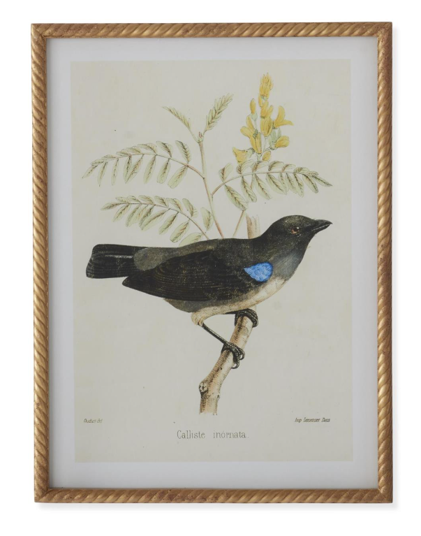 Bird Print in Twisted Gold Frame