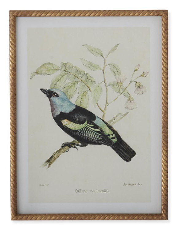 Bird Print in Twisted Gold Frame