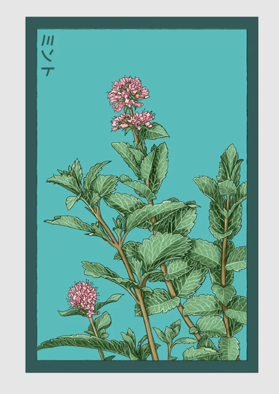 Shido Co Seed Packet