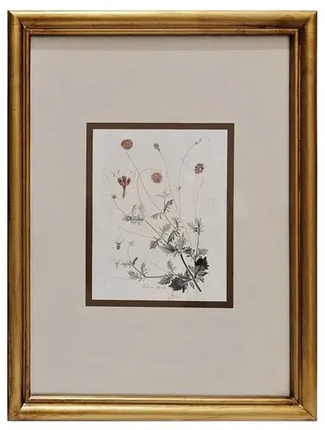 Wildflower Framed Print Collection