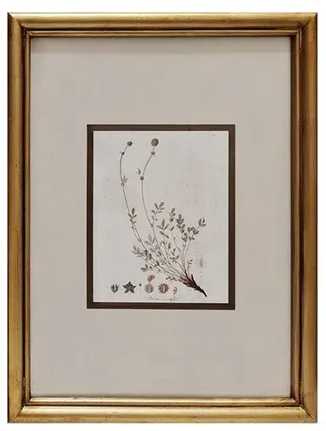 Wildflower Framed Print Collection
