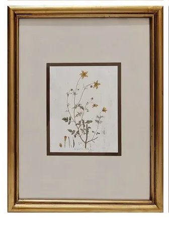Wildflower Framed Print Collection