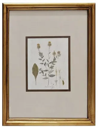 Wildflower Framed Print Collection