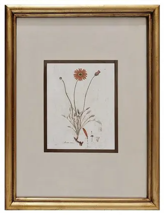 Wildflower Framed Print Collection