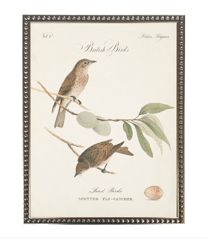 Vintage British Birds Framed Print