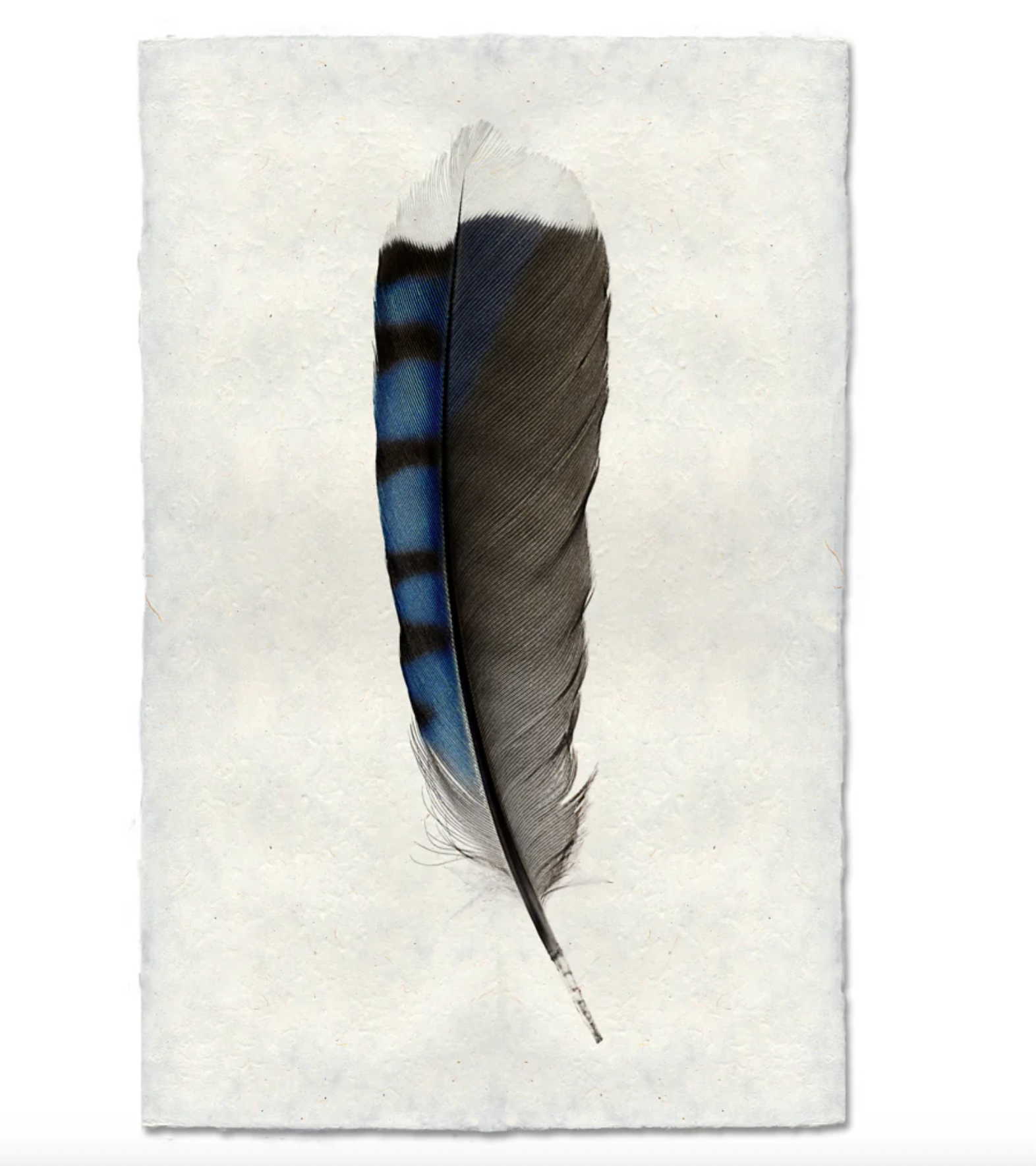 Nepalese Handmade Print - Blue Jay