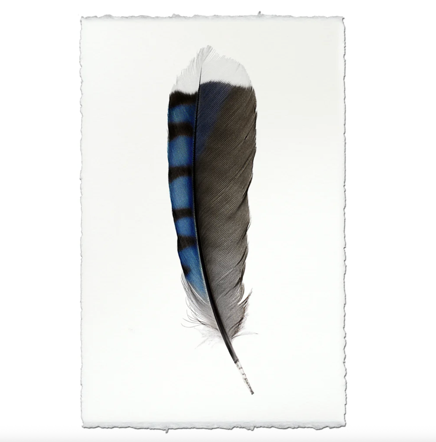 Nepalese Handmade Print - Blue Jay