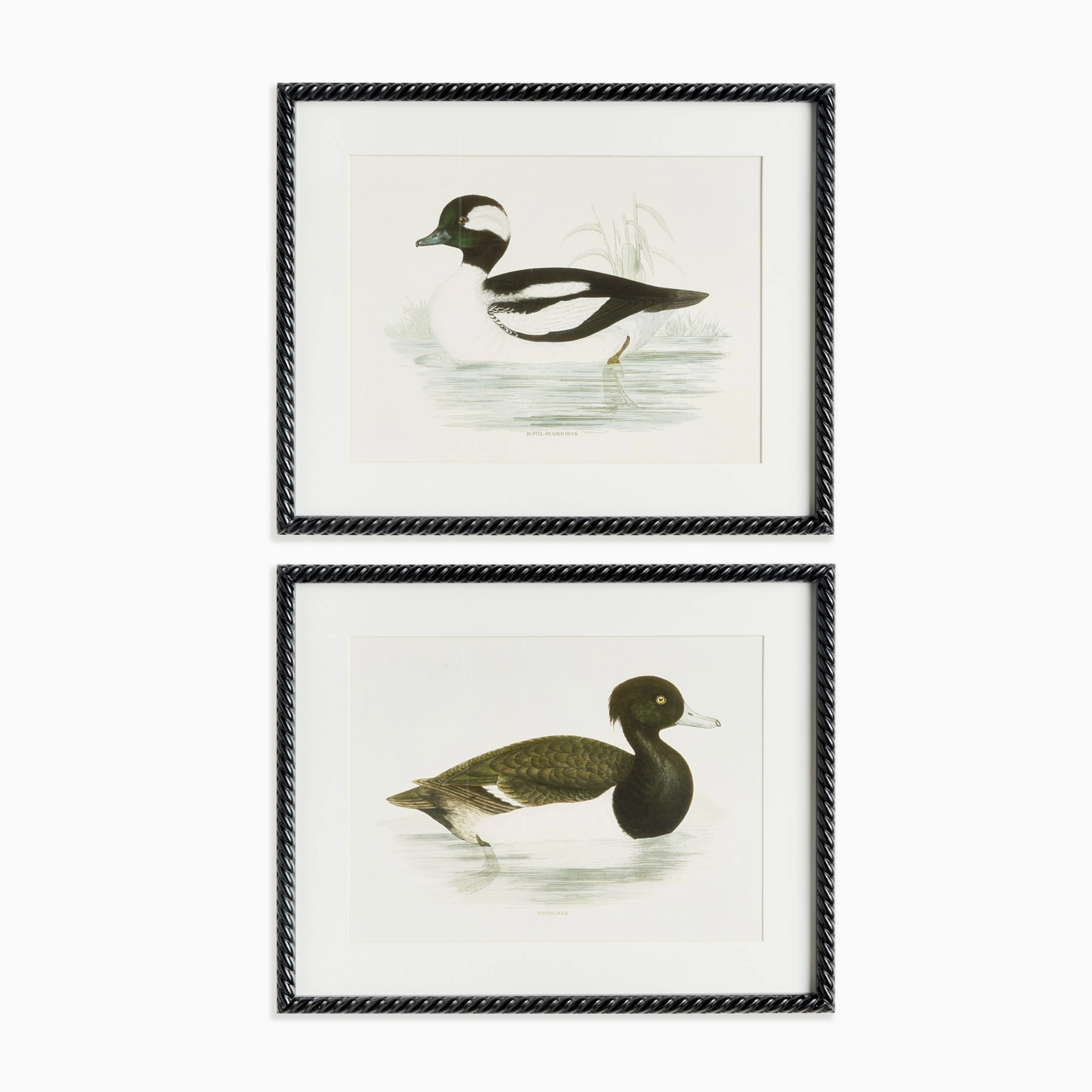 Wading Duck Prints