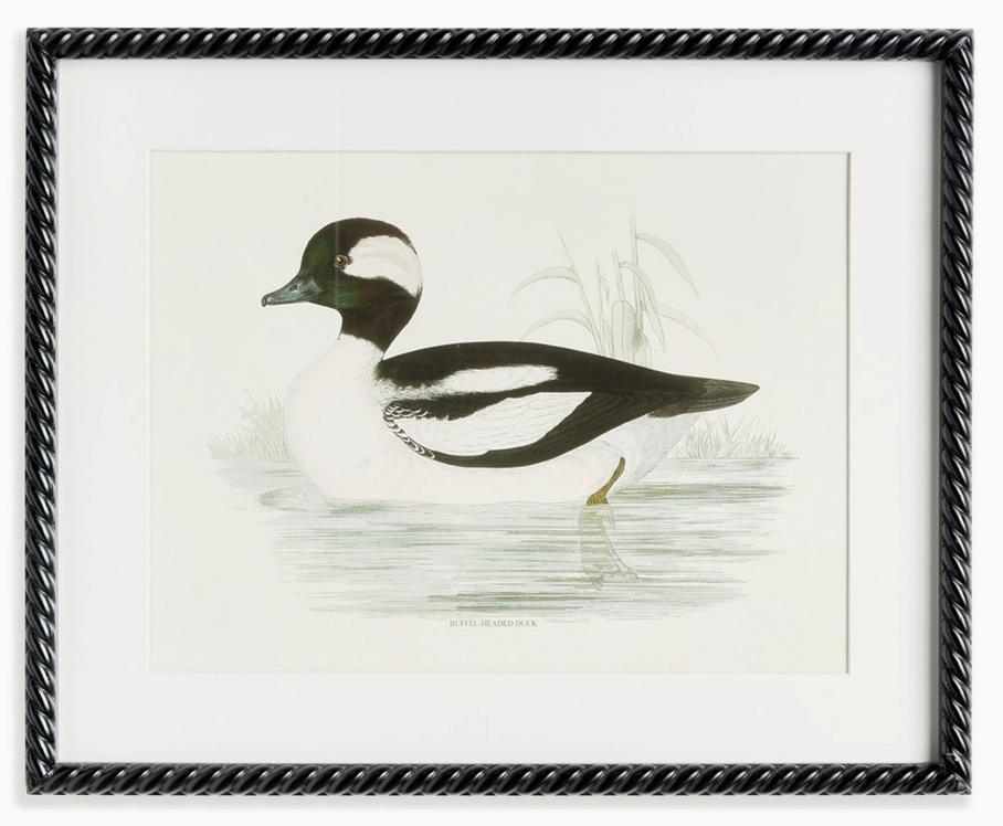 Wading Duck Prints