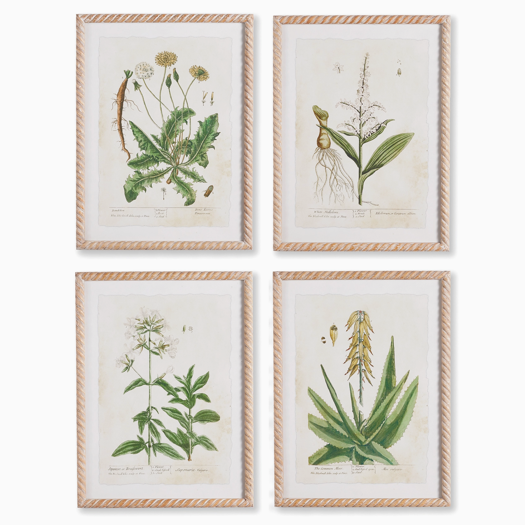 Vintage Botanical Study