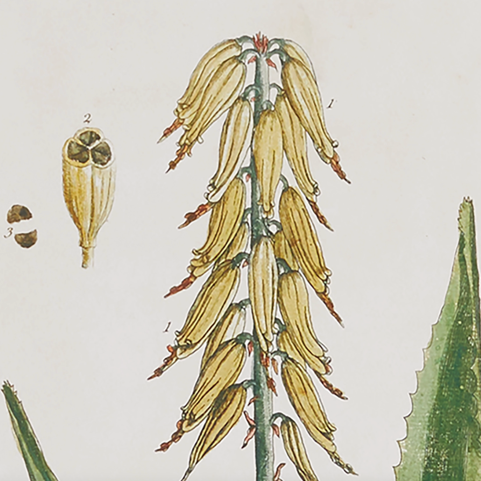 Vintage Botanical Study