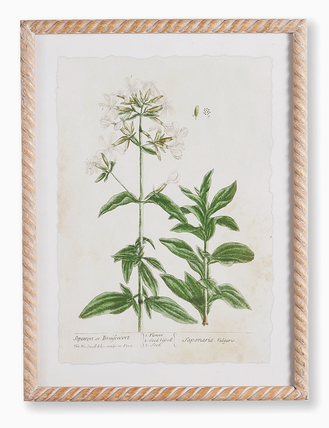 Vintage Botanical Study