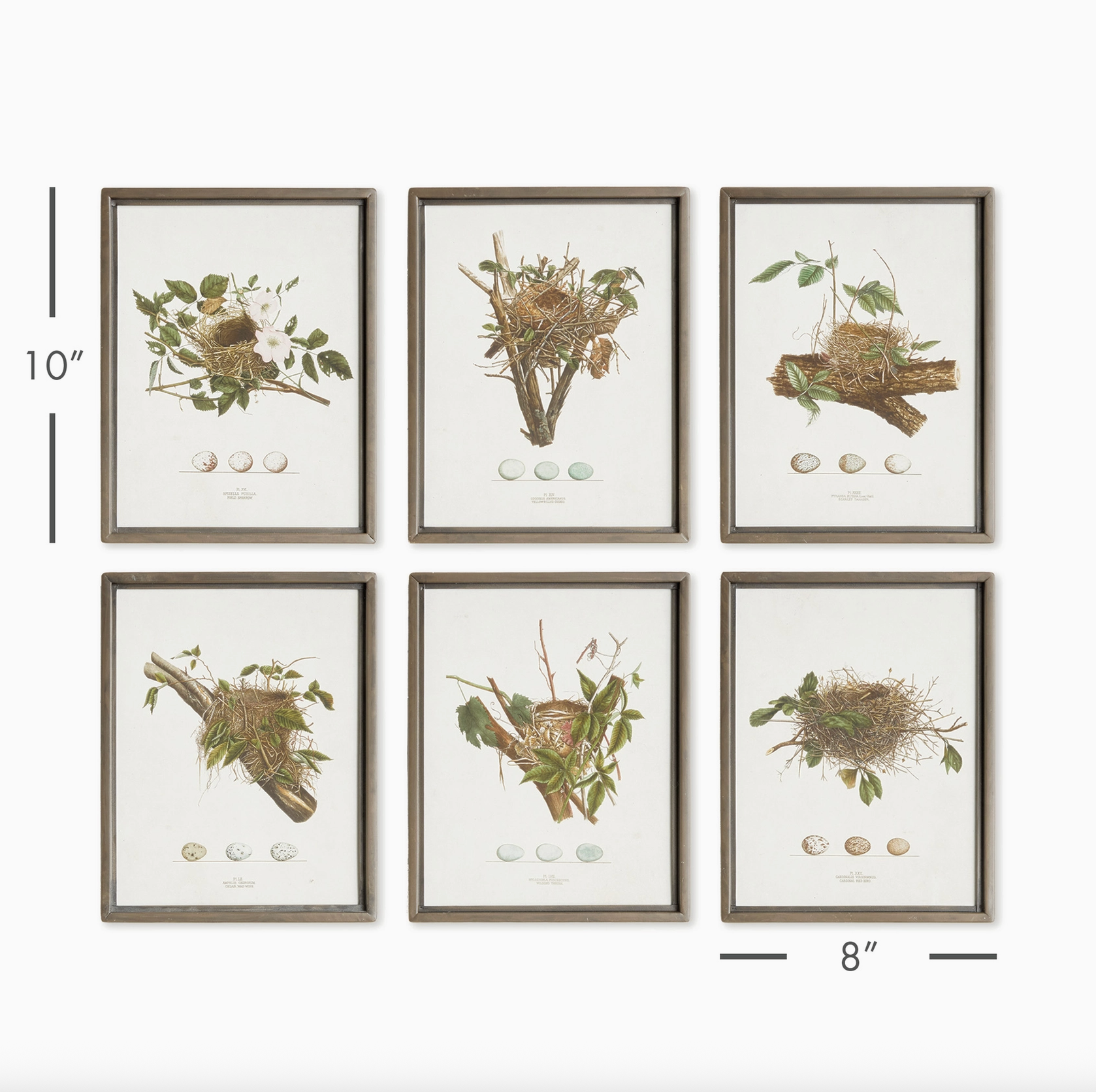 Bird Nest Study