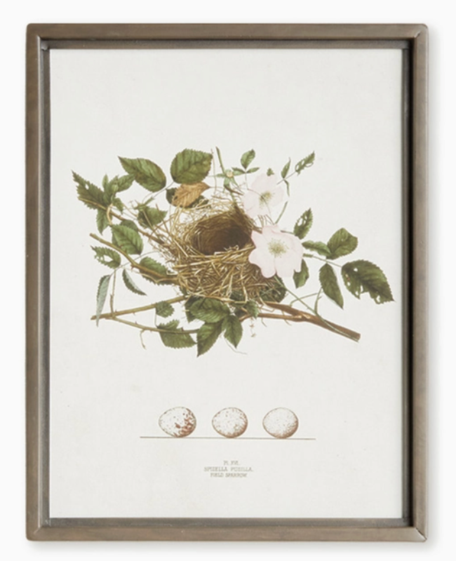Bird Nest Study