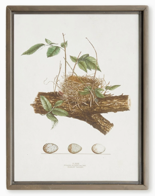 Bird Nest Study