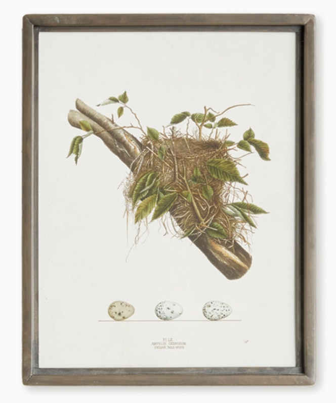 Bird Nest Study