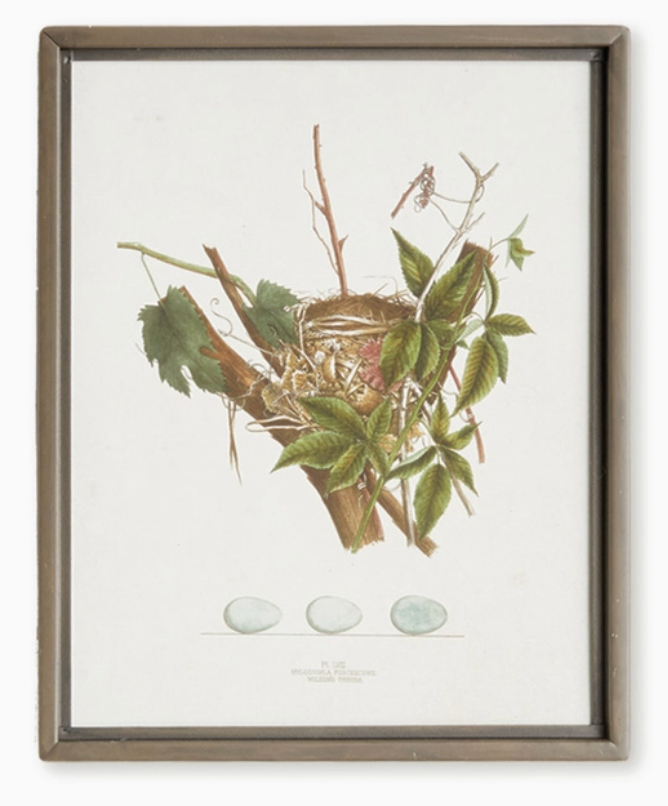 Bird Nest Study